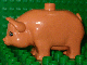 pig02